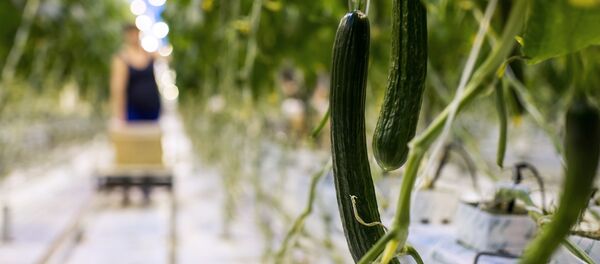 Granja invernadero Druzhino en la región de Omsk. - Sputnik Mundo