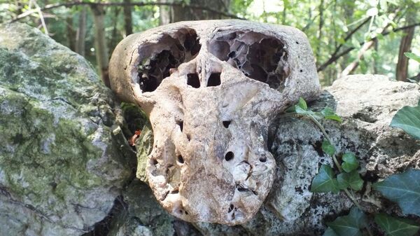 Сalavera encontrada en una maleta de la Ahnenerbe Сalavera encontrada en una maleta de la Ahnenerbe - Sputnik Mundo