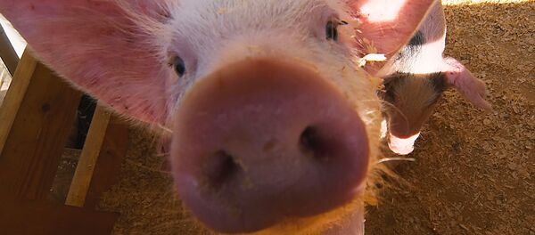 Cerdo (Archivo) - Sputnik Mundo