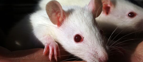 Ratas de laboratorio - Sputnik Mundo