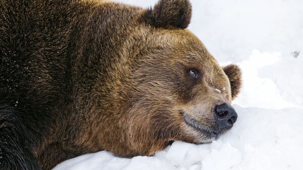 Tired bear on the snow - Sputnik Mundo