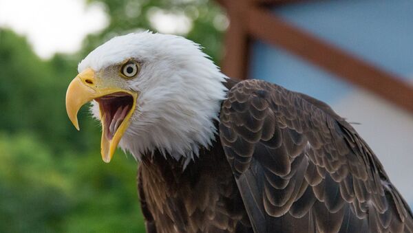 Alcón - Sputnik Mundo