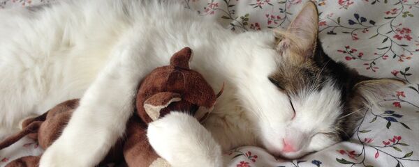 Un gato - Sputnik Mundo