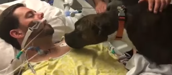 Último adiós de una perra a su dueño en coma - Sputnik Mundo