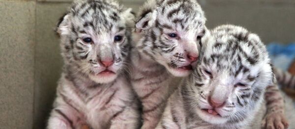 Los tres cachorros blancos de tigre de Bengala en Crimea Los tres cachorros blancos de tigre de Bengala en Crimea - Sputnik Mundo