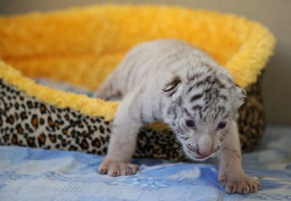 Los tres cachorros blancos de tigre de Bengala en Crimea - Sputnik Mundo