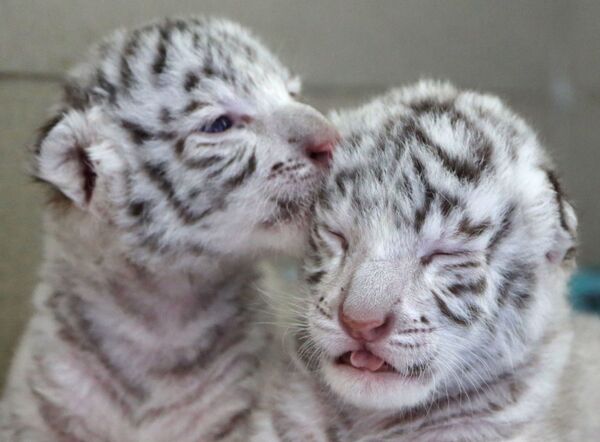 Los tres cachorros blancos de tigre de Bengala en Crimea - Sputnik Mundo