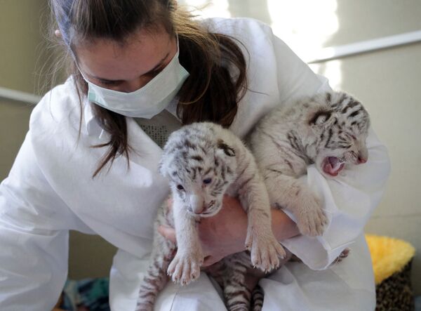 Los tres cachorros blancos de tigre de Bengala en Crimea - Sputnik Mundo