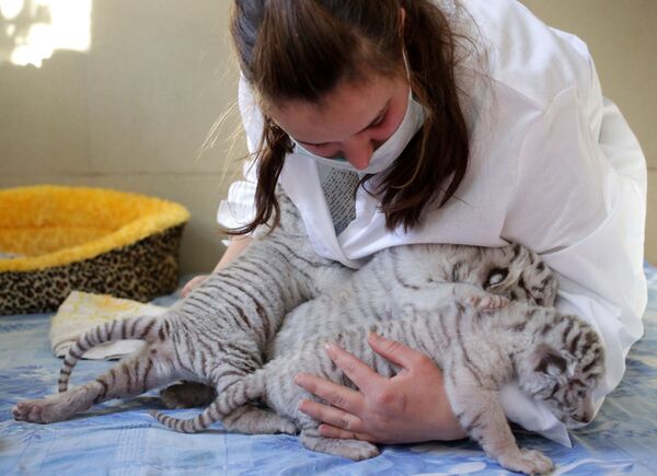 Los tres cachorros blancos de tigre de Bengala en Crimea - Sputnik Mundo