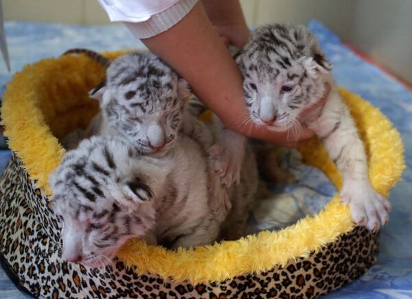 Los tres cachorros blancos de tigre de Bengala en Crimea - Sputnik Mundo