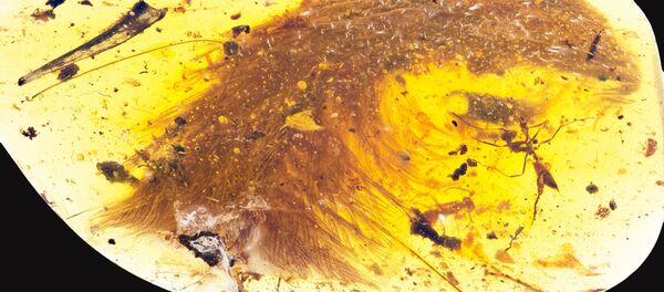 La cola de un pequeño dinosaurio en una piedra de ámbar - Sputnik Mundo