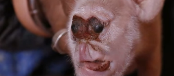 Cerdito mutante con cara de mono nacido en China - Sputnik Mundo