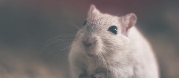 Una rata - Sputnik Mundo