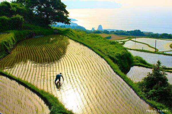 Plantaciones de arroz en Nagato - Sputnik Mundo