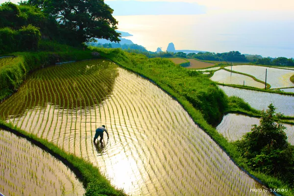 Plantaciones de arroz en Nagato Plantaciones de arroz en Nagato - Sputnik Mundo