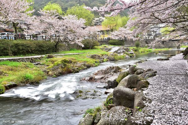 Cerezos japoneses en flor en la ciudad de Nagato - Sputnik Mundo