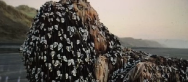 Un extraño objeto, encontrado en la orilla de una playa de la comunidad neozelandesa Muriwai - Sputnik Mundo