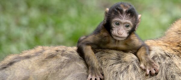 La comunidad de los monos muestra señales de una compleja jerarquía que es digna de competir con la de los humanos - Sputnik Mundo