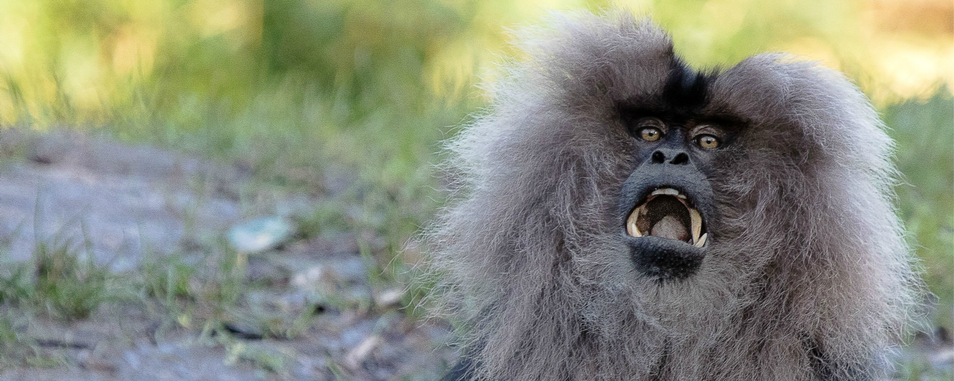 Un macaco - Sputnik Mundo, 1920, 26.07.2022