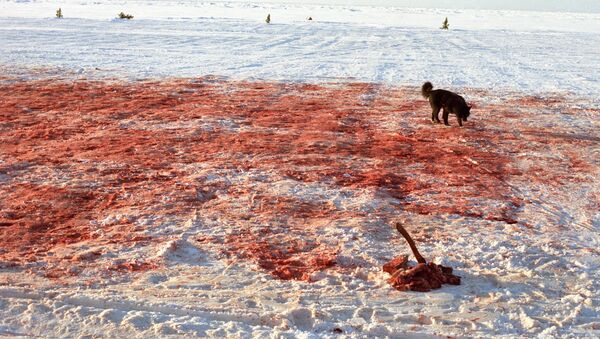 Sangre en la nieve - Sputnik Mundo