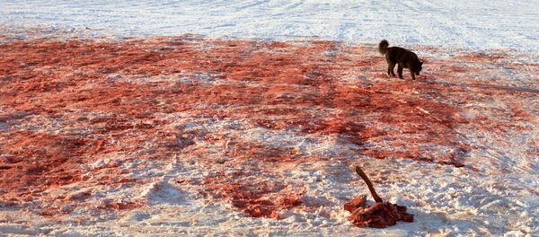 Sangre en la nieve - Sputnik Mundo