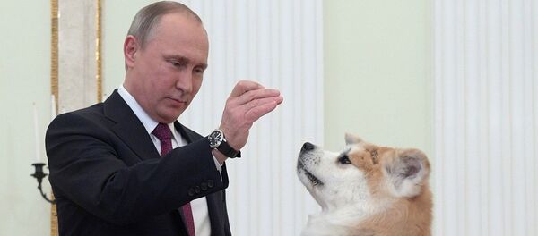 Vladímir Putin y sus perros - Sputnik Mundo