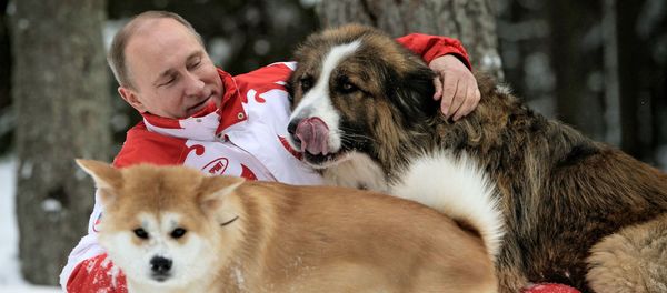 Der russische Präsident Wladimir Putin Der russische Präsident Wladimir Putin - Sputnik Mundo