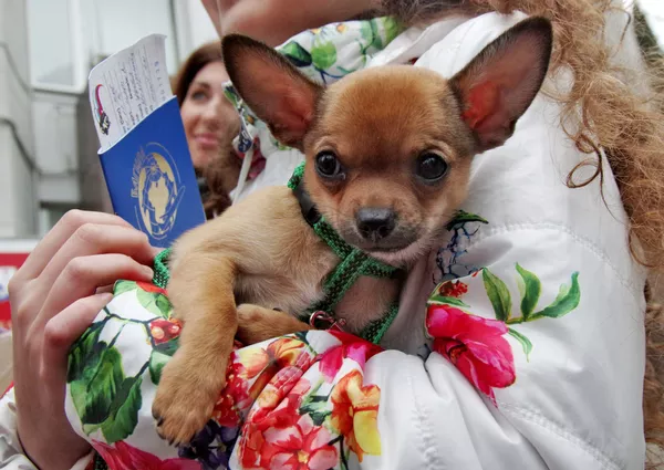 Vladímir Putin y sus perros Vladímir Putin y sus perros - Sputnik Mundo