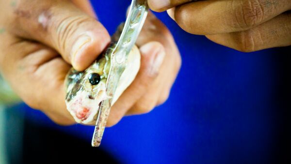 Una serpiente (archivo) Una serpiente (archivo) - Sputnik Mundo