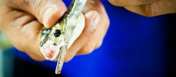 Una serpiente (archivo) - Sputnik Mundo