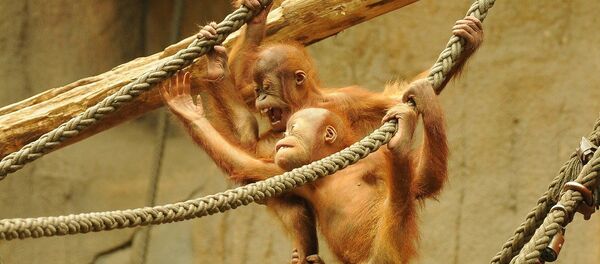 Orangután - Sputnik Mundo