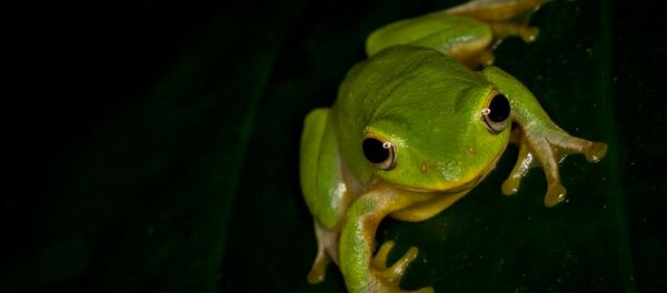 Rana - Sputnik Mundo