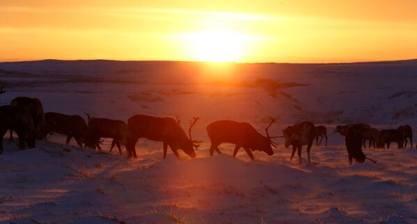 La vida en el Ártico ruso - Sputnik Mundo