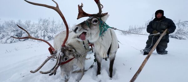 La vida en el Ártico ruso - Sputnik Mundo