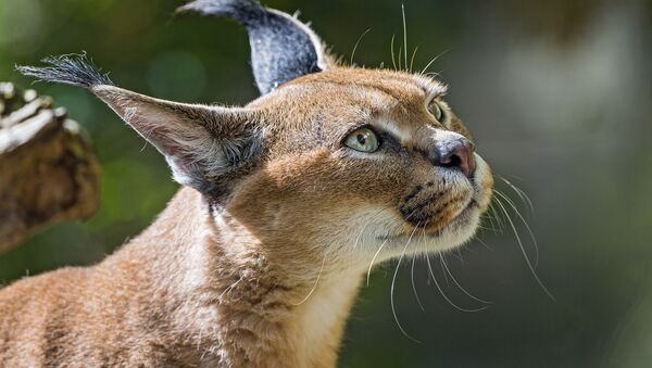 Un caracal Un caracal - Sputnik Mundo