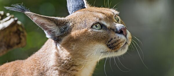 Un caracal - Sputnik Mundo