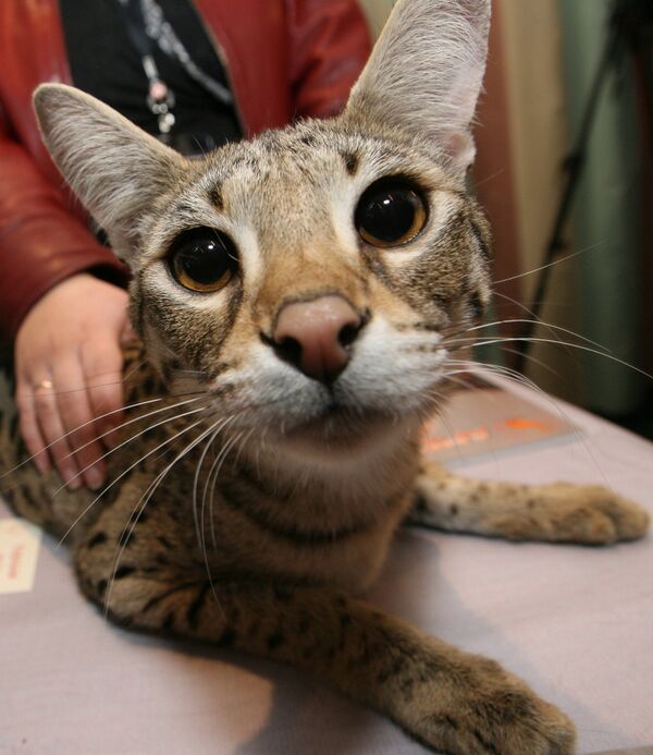 Gato Savannah Gato Savannah - Sputnik Mundo