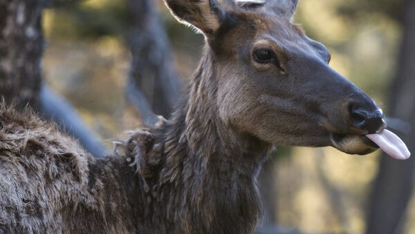 Un alce - Sputnik Mundo