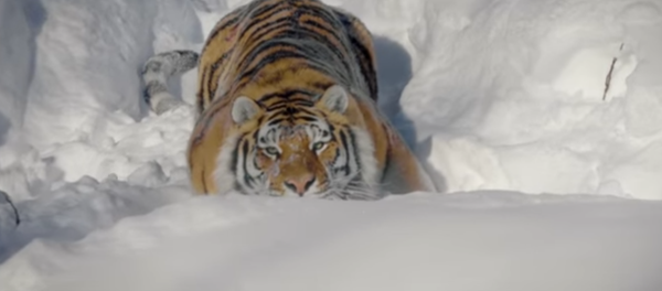 Los tigres salvajes, más cerca que nunca - Sputnik Mundo