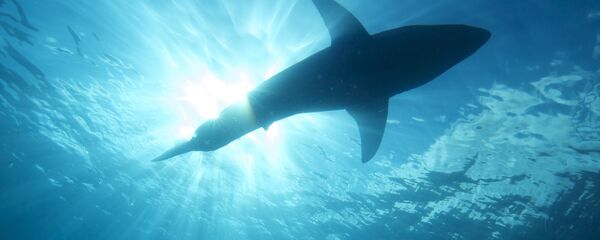 un tiburón - Sputnik Mundo