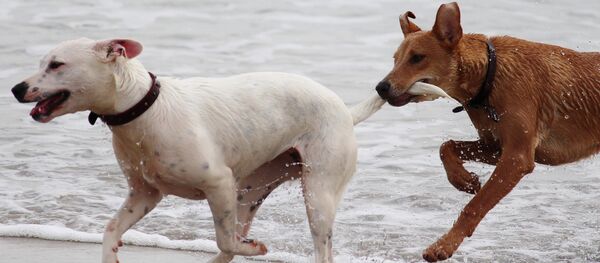 Perros corren en la playa - Sputnik Mundo