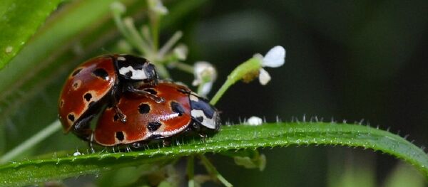 El amor entre las flores - Sputnik Mundo