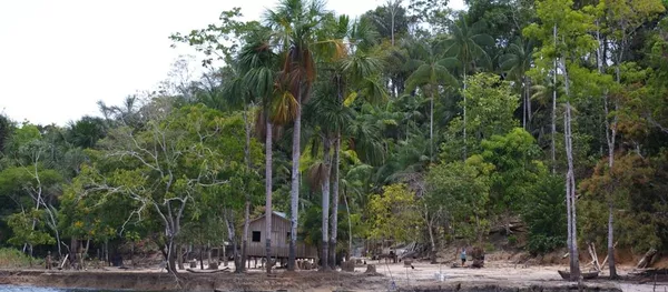 Amazonía brasileña (archivo) Amazonía brasileña (archivo) - Sputnik Mundo
