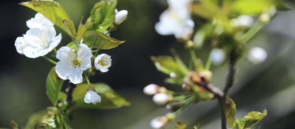 Un árbol (imagen referencial) - Sputnik Mundo