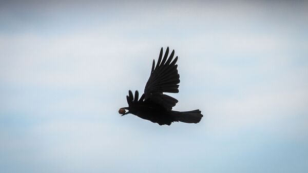 A crow flies with a walnut in its beak in Frankfurt am Main, western Germany, on October 9, 2016. - Sputnik Mundo