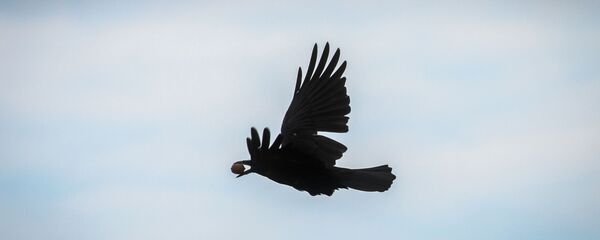 A crow flies with a walnut in its beak in Frankfurt am Main, western Germany, on October 9, 2016. A crow flies with a walnut in its beak in Frankfurt am Main, western Germany, on October 9, 2016. - Sputnik Mundo