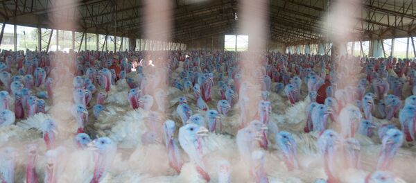 Pavos Pavos - Sputnik Mundo