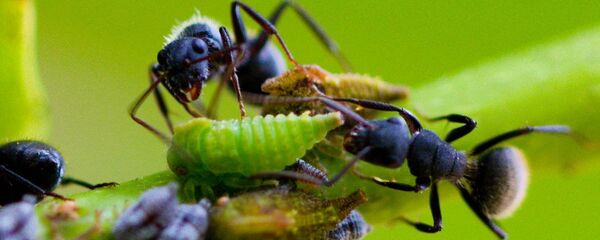 Hormigas - Sputnik Mundo