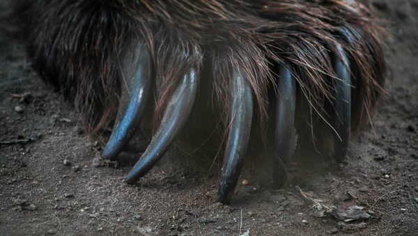 Una garra (imagen referencial) - Sputnik Mundo