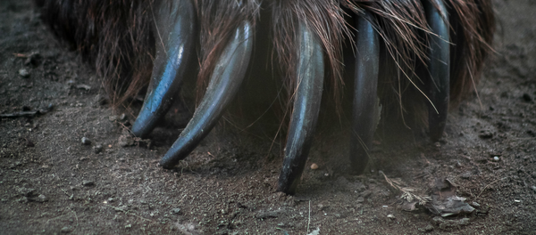 Una garra (imagen referencial) Una garra (imagen referencial) - Sputnik Mundo